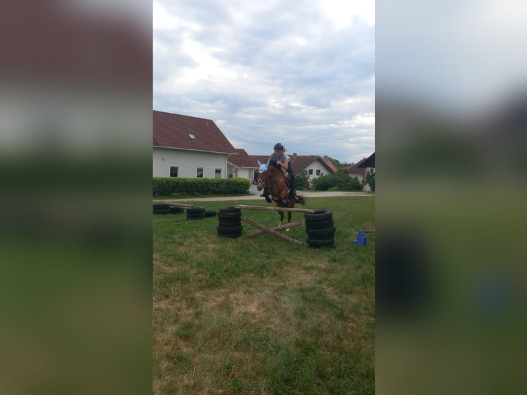 Pferd Zur Verfügung gesucht