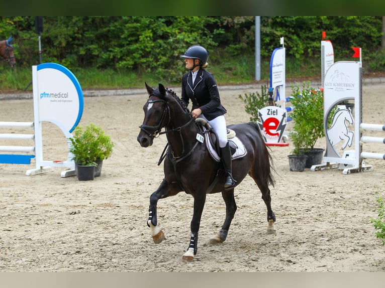 Pferd zur Verfügung gesucht 