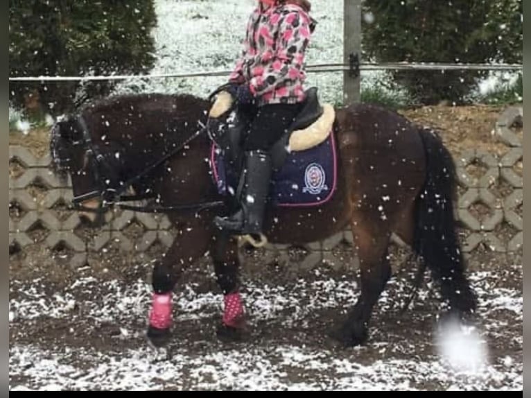 Pferd zur Verfügung gesucht