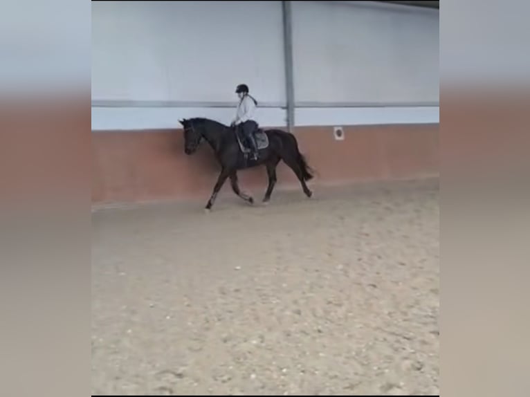 Pferd zur Verfügung gesucht