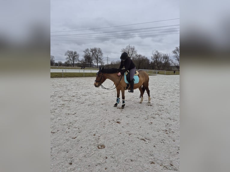 Pferd Zur Verfügung gesucht