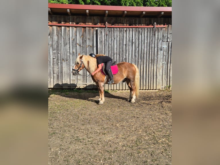 Pferd Zur Verfügung gesucht