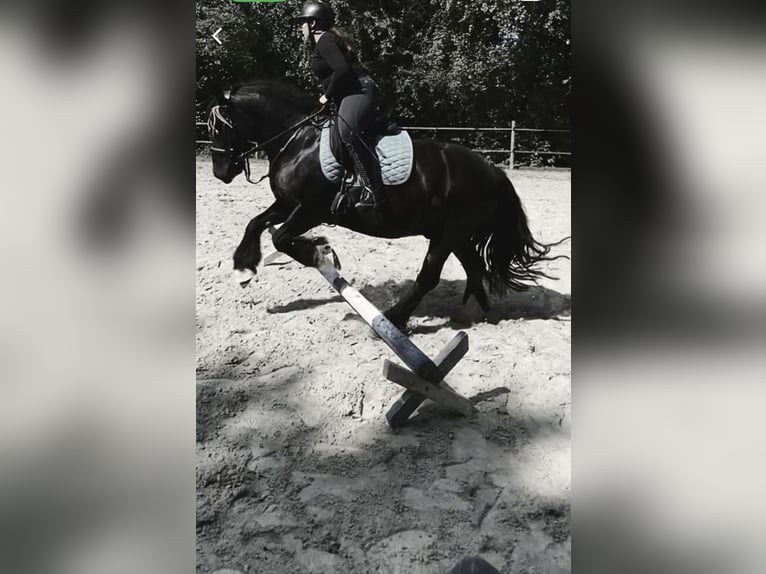 Pferd zur Verfügung gesucht