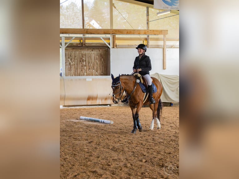 Pferd Zur Verfügung gesucht