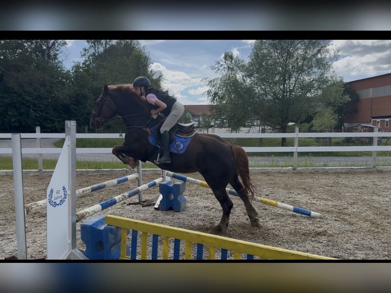 Pferd zur Verfügung/ Reitbeteiligung