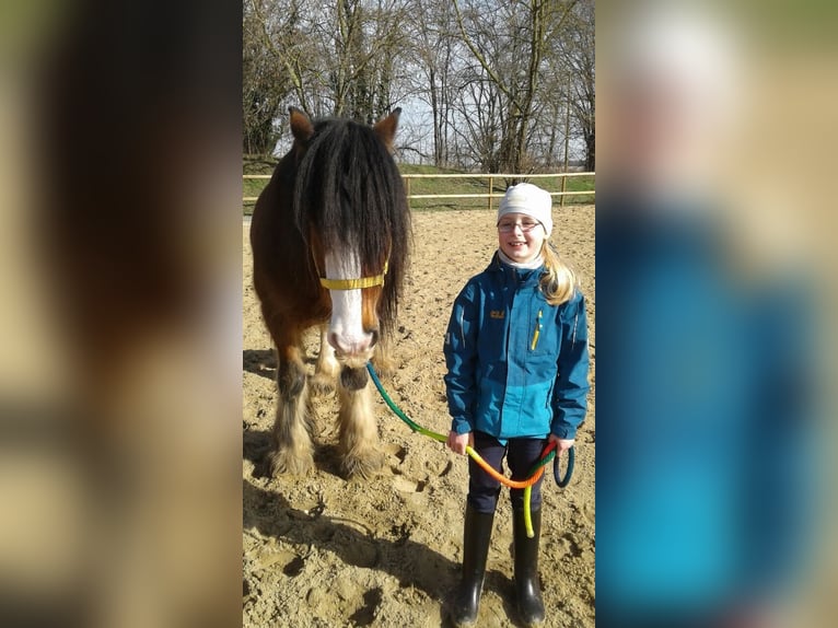 Pferd zur Verfügung/Reitbeteiligung