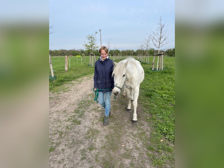 Pferd zur Verfügung/Reitbeteiligung