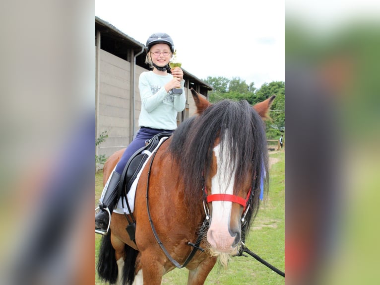 Pferd zur Verfügung/Reitbeteiligung