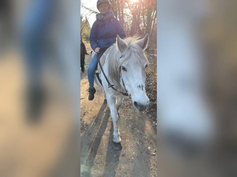 Pferd zur Verfügung/Reitbeteiligung