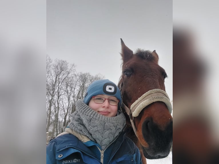 Pferd zur Verfügung/Reitbeteiligung