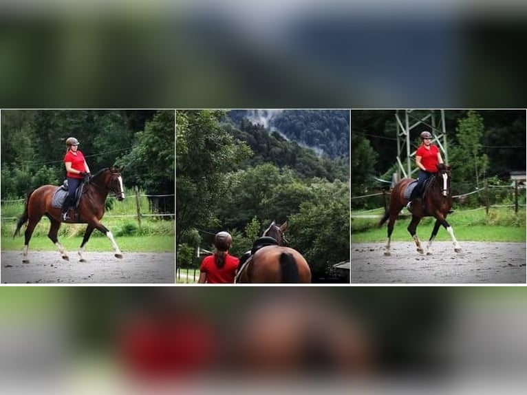 Pferdemensch/Reiterin sucht Pferd aka Freizeitpartner ❤️