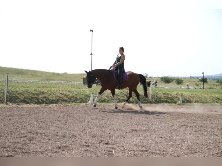 Pferdemensch/Reiterin sucht Pferd aka Freizeitpartner ❤️