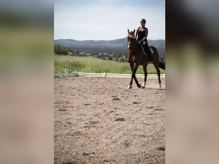 Pferdemensch/Reiterin sucht Pferd aka Freizeitpartner ❤️