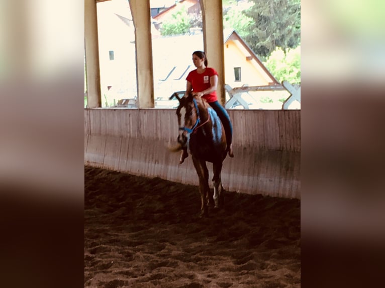 Pferdemensch/Reiterin sucht Pferd aka Freizeitpartner ❤️