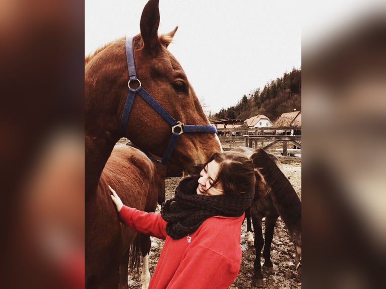 Pferdemensch/Reiterin sucht Pferd aka Freizeitpartner ❤️