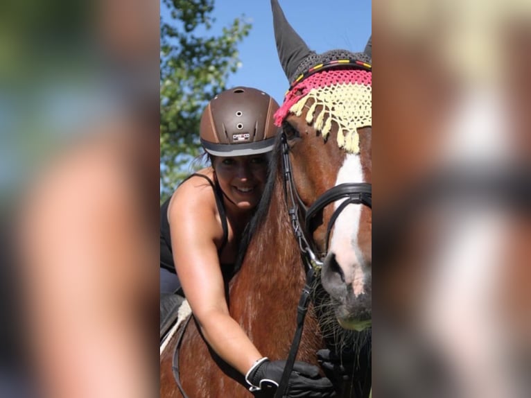 Pferdemensch/Reiterin sucht Pferd aka Freizeitpartner ❤️