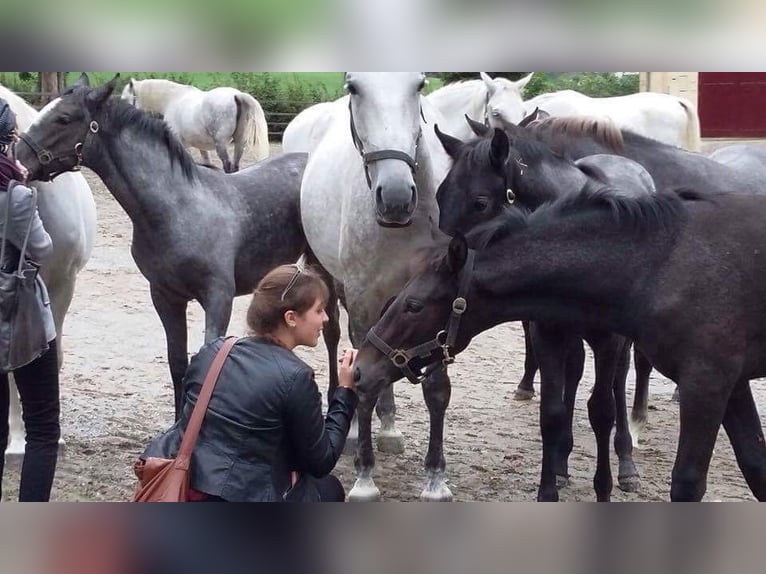 Pferdemensch/Reiterin sucht Pferd aka Freizeitpartner ❤️