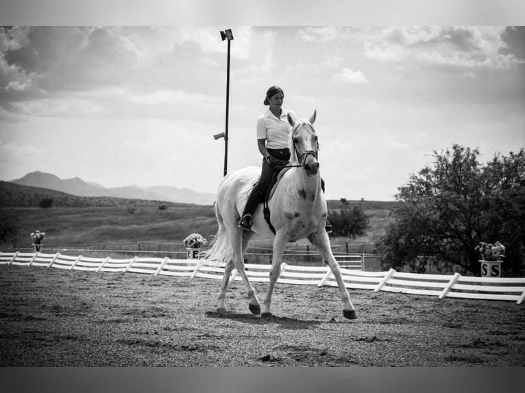 Pferdemensch/Reiterin sucht Pferd aka Freizeitpartner ❤️