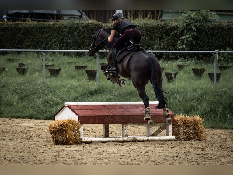 Pferdewirtin sucht Reitbeteiligung 
