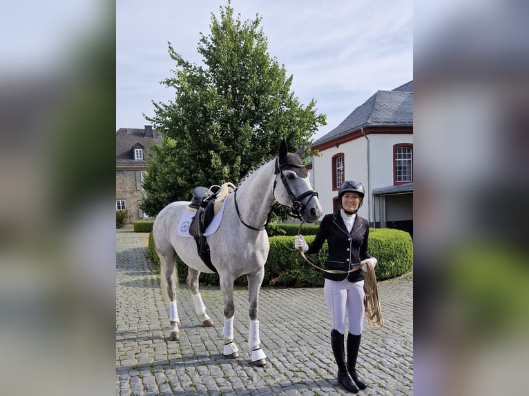 Pferdewirtin sucht Reitbeteiligung 