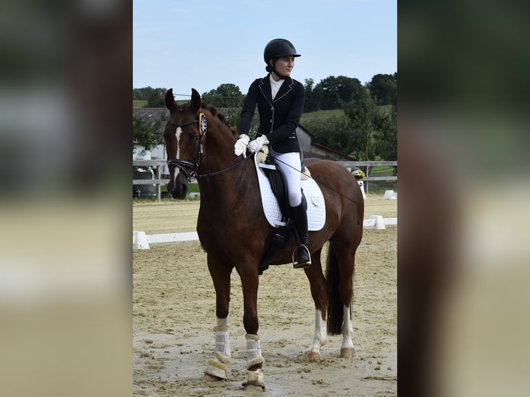 Pferdewirtin sucht Reitbeteiligung 