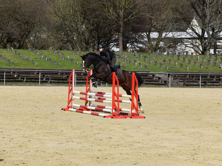 Pferdewirtin sucht Reitbeteiligung 