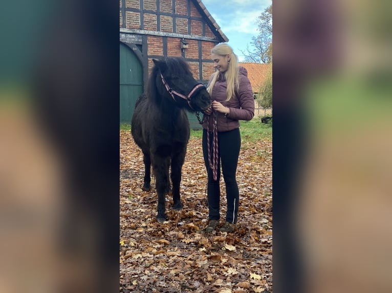 Pflege-/ Reitbeteiligung gesucht