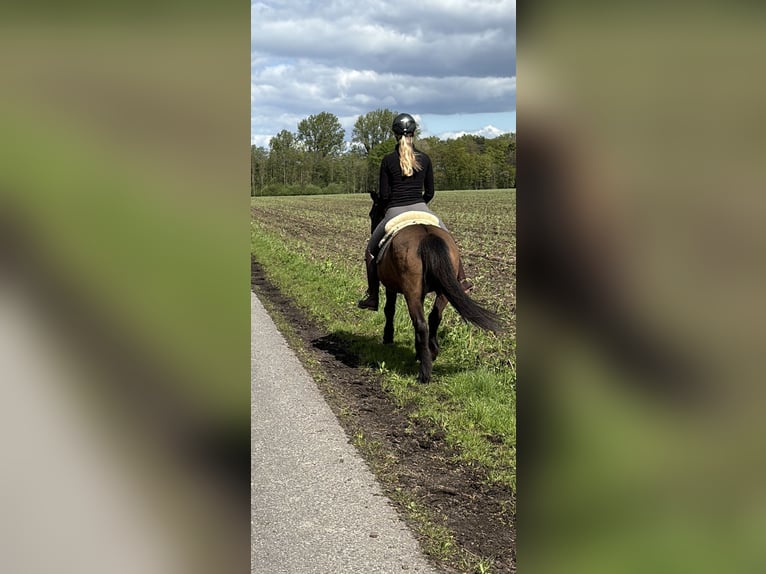 Pflege-/ Reitbeteiligung gesucht