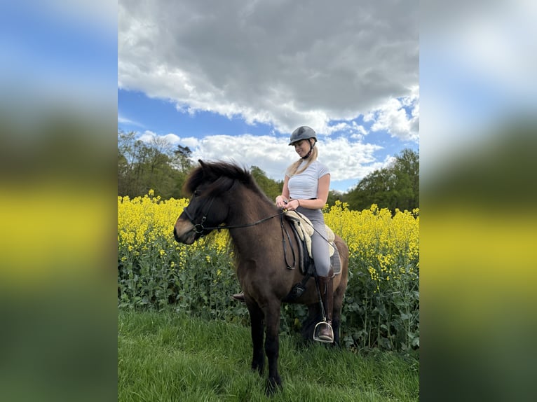 Pflege-/ Reitbeteiligung gesucht