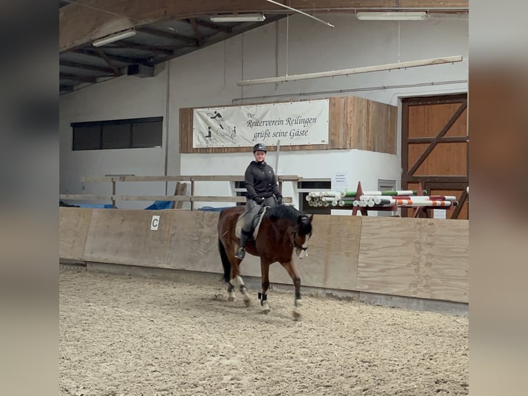 Pflege/ Reitbeteiligung 