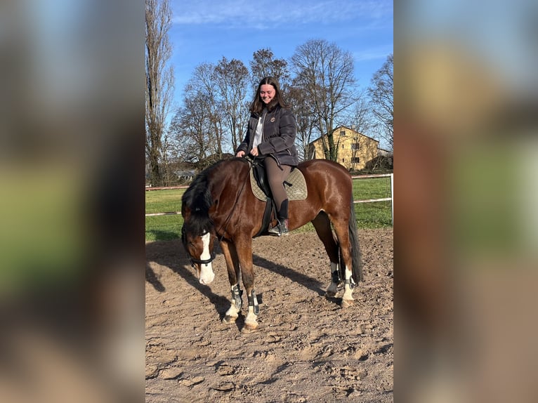 Pflege/ Reitbeteiligung 