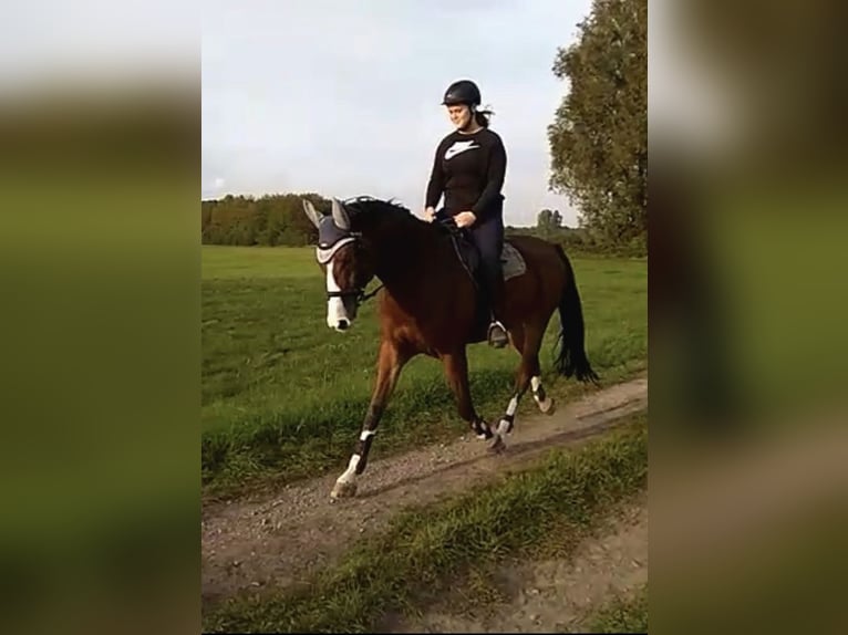 Pflege/ Reitbeteiligung 