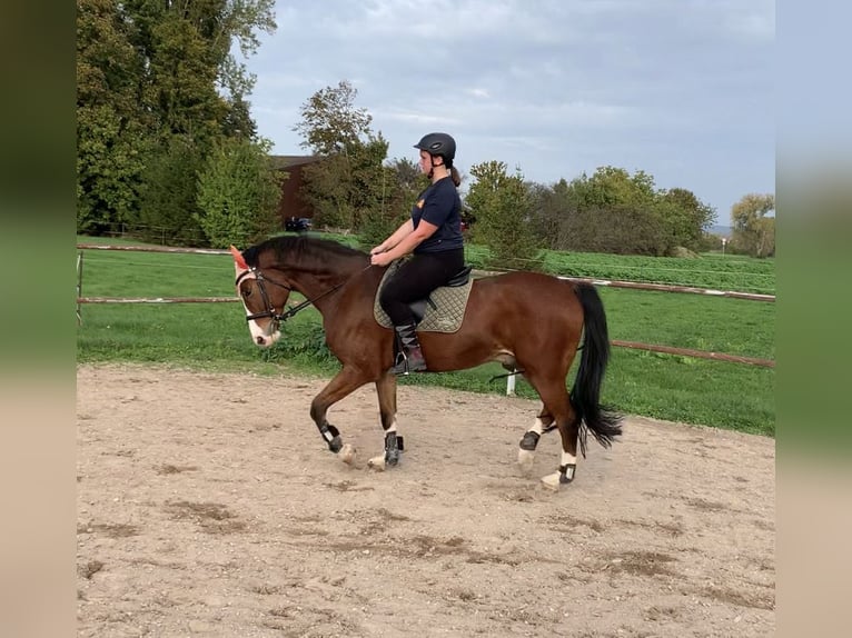 Pflege/ Reitbeteiligung 