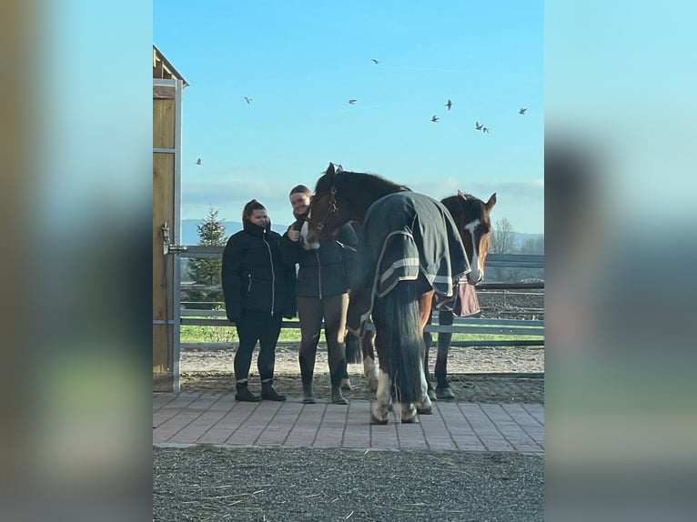 Pflege/ Reitbeteiligung 