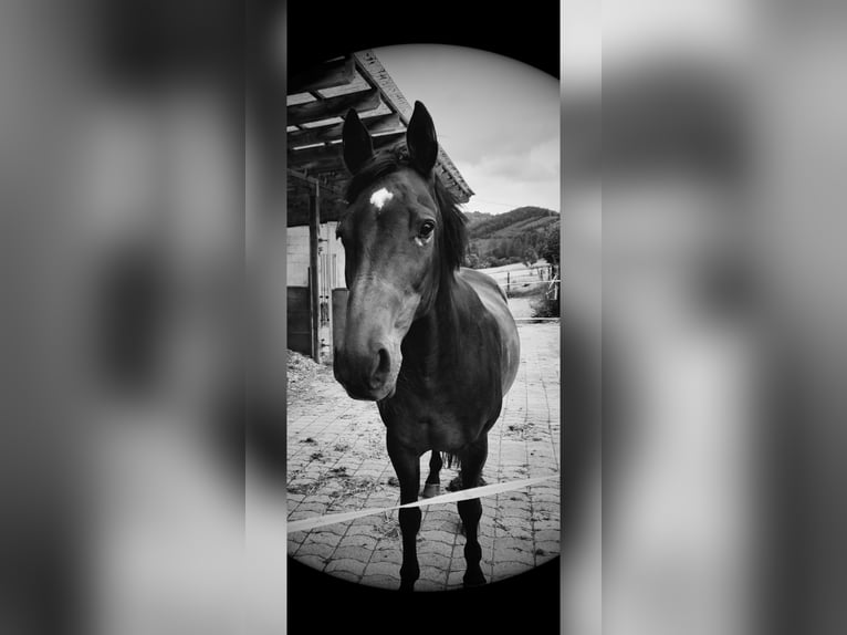 Pflege- und Reitbeteiligung