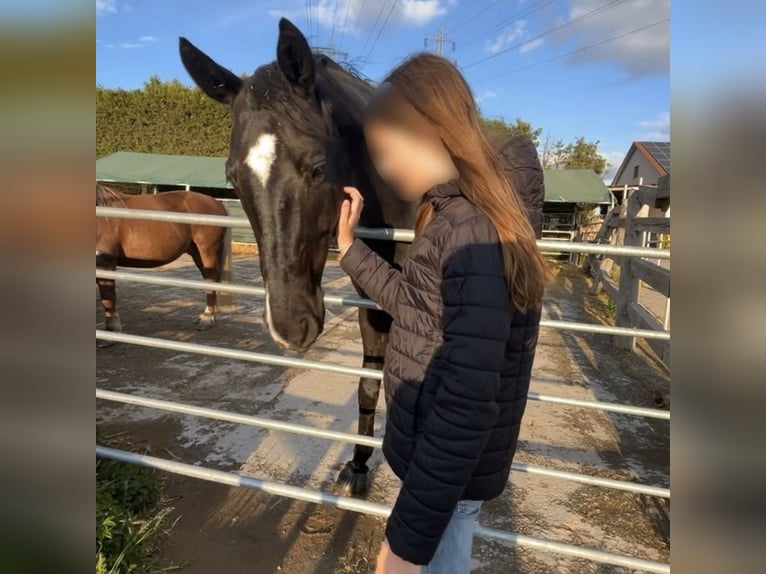 Pflegebeteiligung gesucht(RsP)