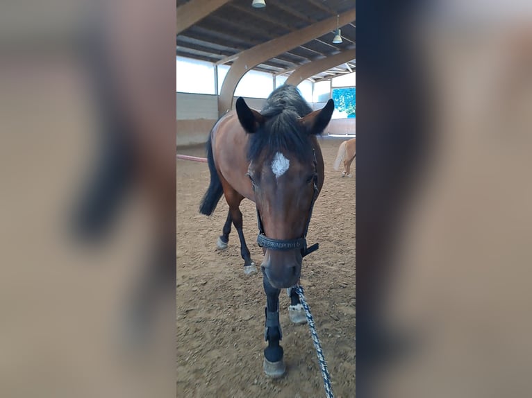 Pflegebeteiligung zu zweit gesucht - Raum Jockgrim