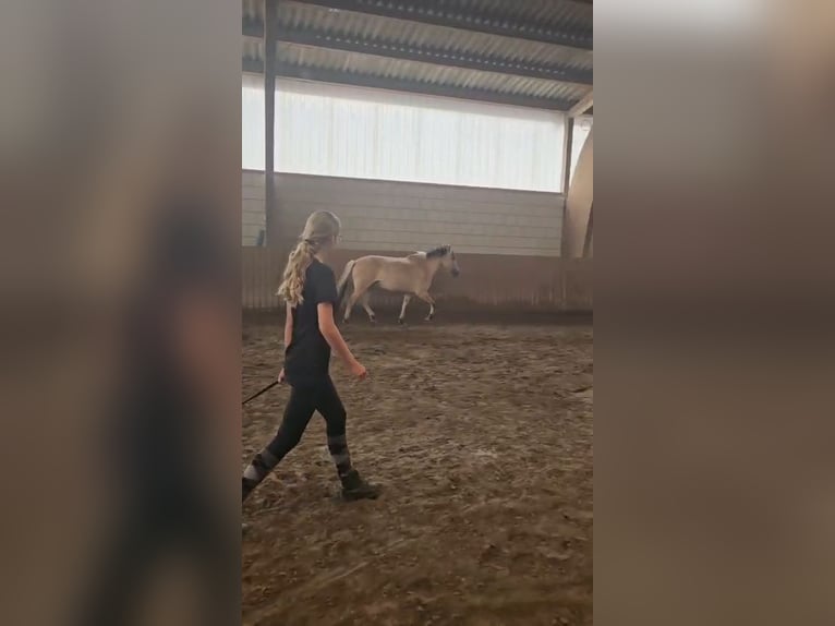 Pflegebeteiligung zu zweit gesucht - Raum Jockgrim