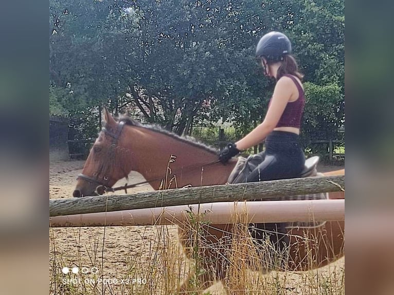 Pflege/Reitbeteiligung 🌾🐴