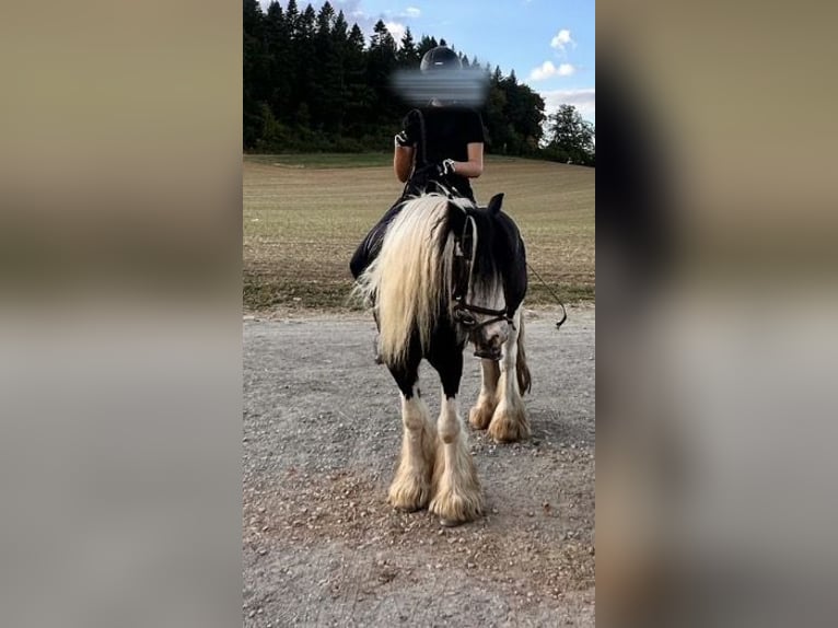 Pflege/Reitbeteiligung 🌾🐴