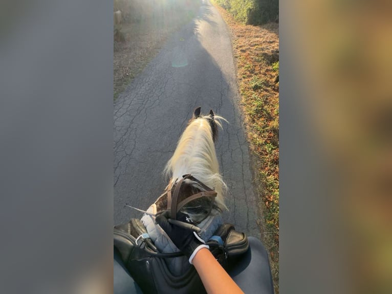 Pflege/Reitbeteiligung 🌾🐴