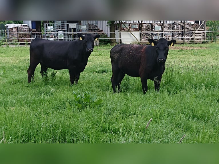 Deutsch Angus Mutterkühe tragend