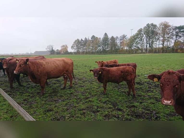 Deutsch Angus Mutterkühe tragend