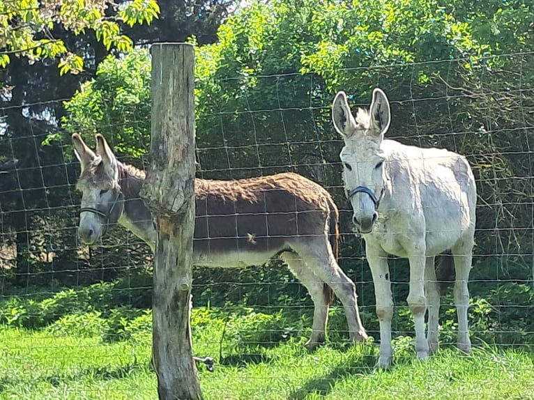 Stallone and mare donkey (also available separately)