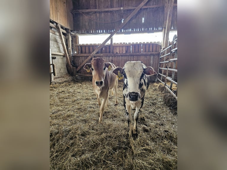 Zwei Bio Zebu Rinder Zwergzebu ca. 1 Jahr alt weiblich