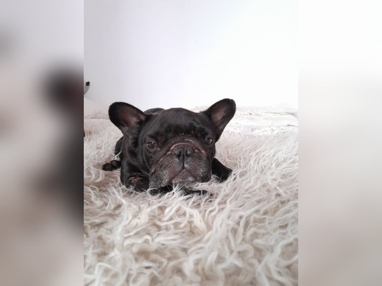 Bulldog francese