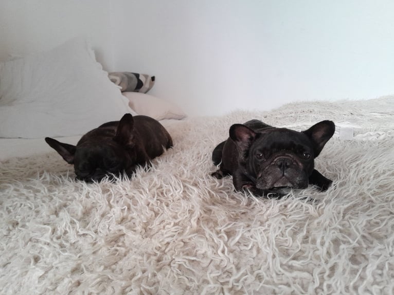 Bulldog francese