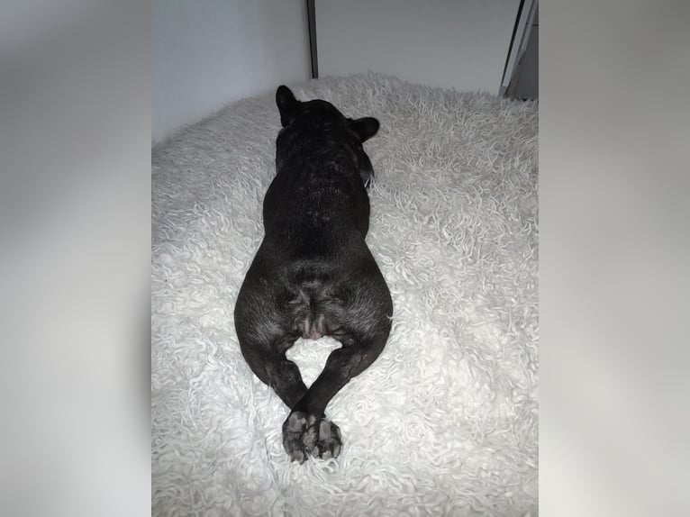 Bulldog francese