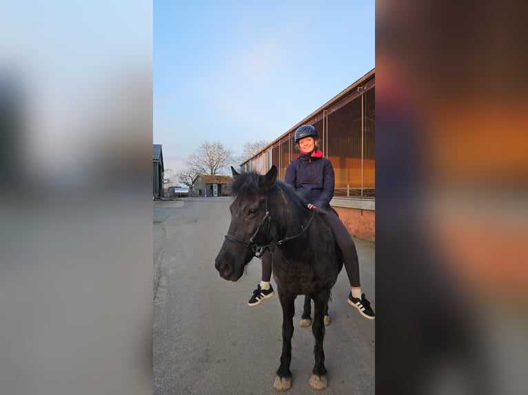 ‼️Cerco un cavallo da affidare‼️