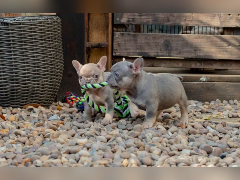 Cuccioli di Bulldog Francese